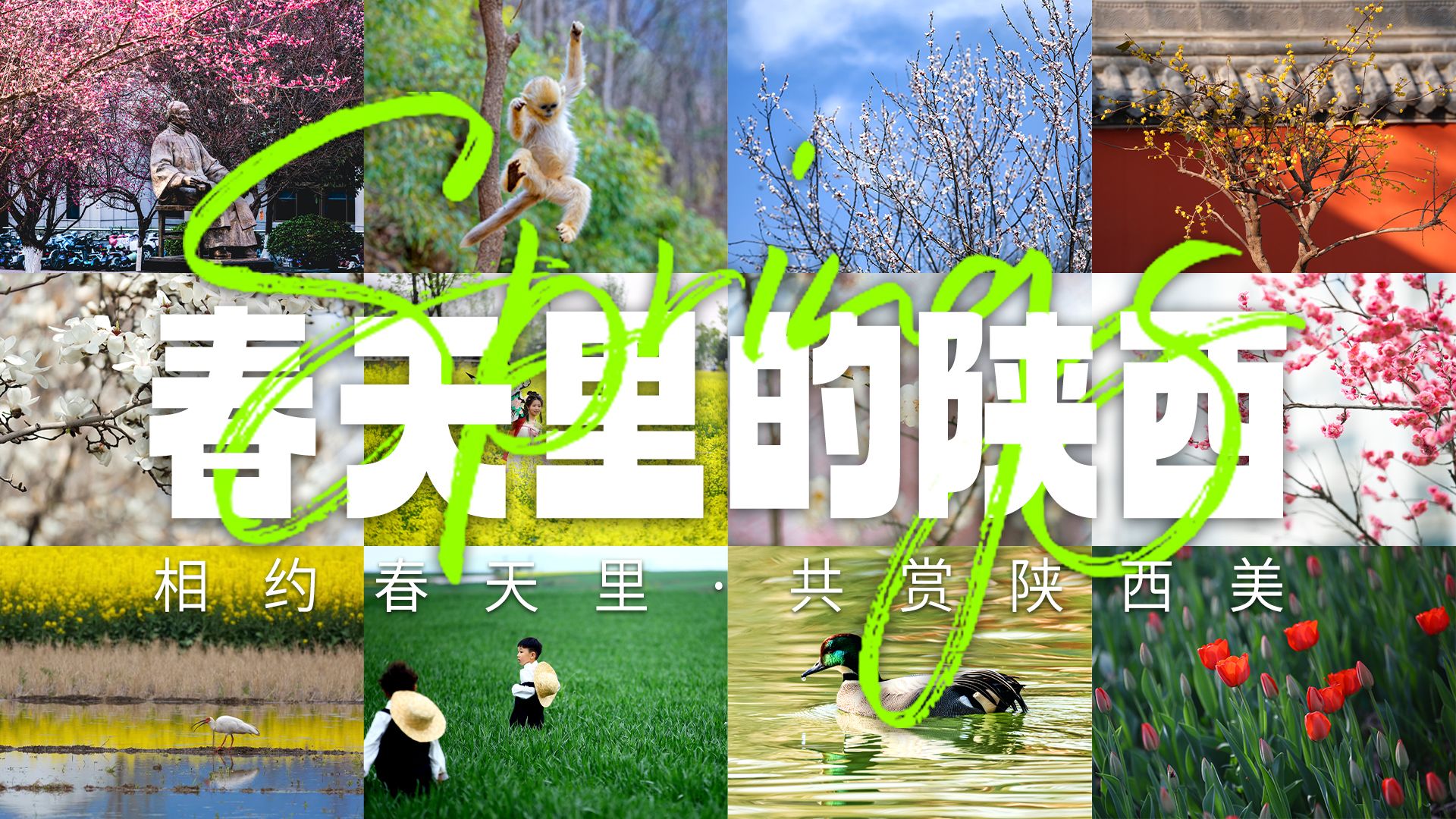 用镜头定格三秦大地最美春色  “春天里的陕西”线上影展明年再见！