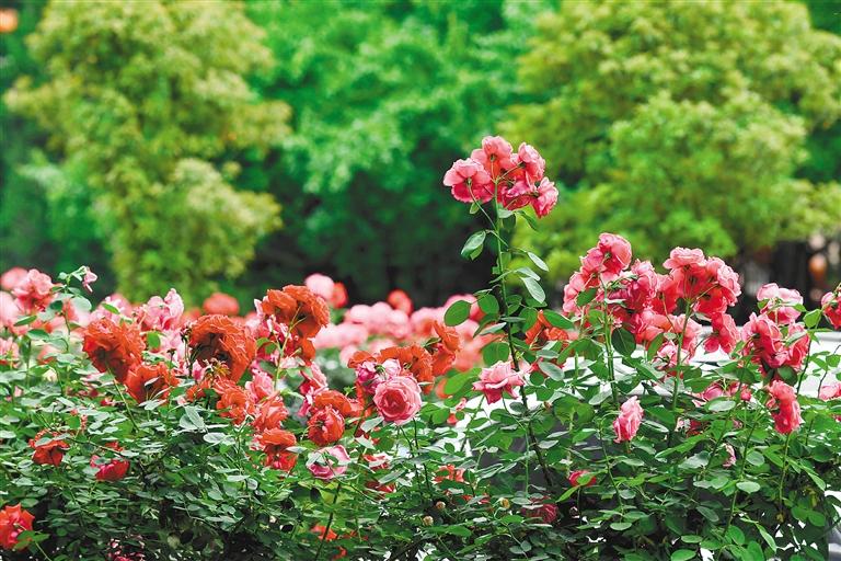 繁花盛放 娇艳动人 园林专家教您养出“西安同款”月季花