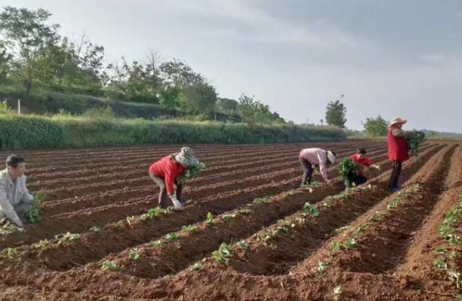 村民们正忙着种植红薯