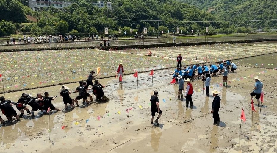 秧田拔河比赛