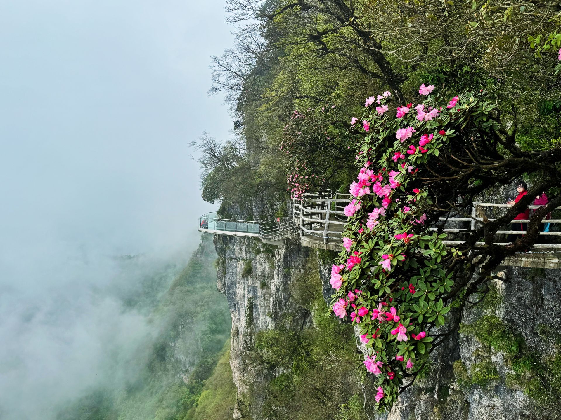 汉中龙头山喜迎杜鹃花季 快来奔赴一场与花的约会