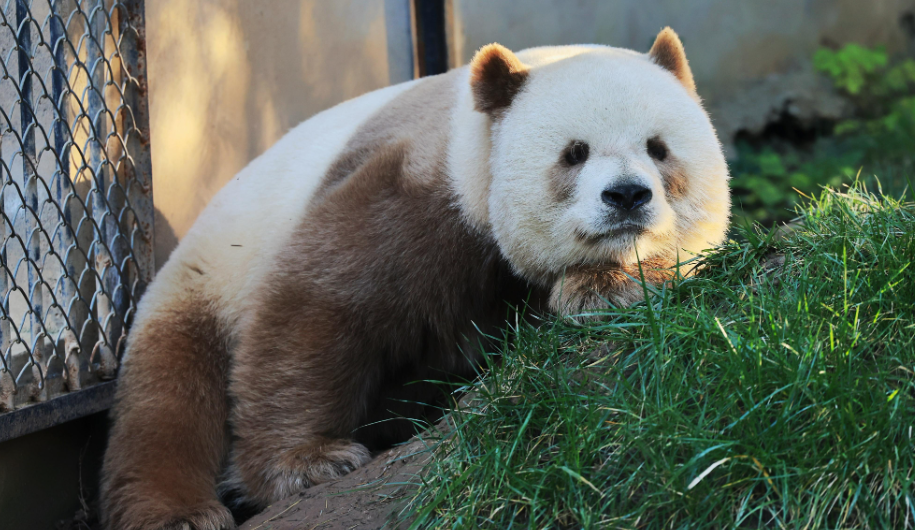 陕西再次拍到棕色大熊猫 时隔6年在长青保护区拍到