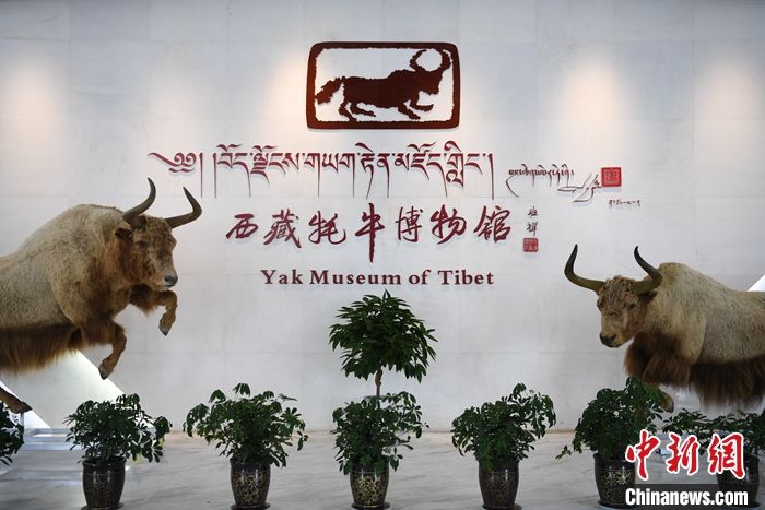 西藏牦牛博物馆十周年：传播牦牛文化到更远的地方