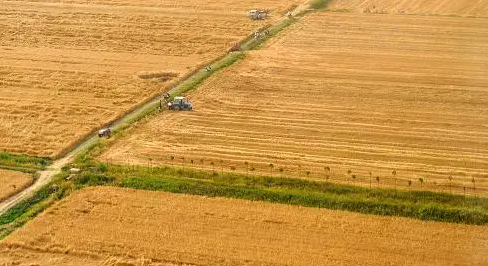 陝西省の夏穀物生産情勢は良好である