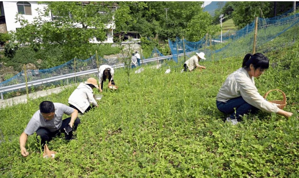 村民们正在采摘瓢儿。