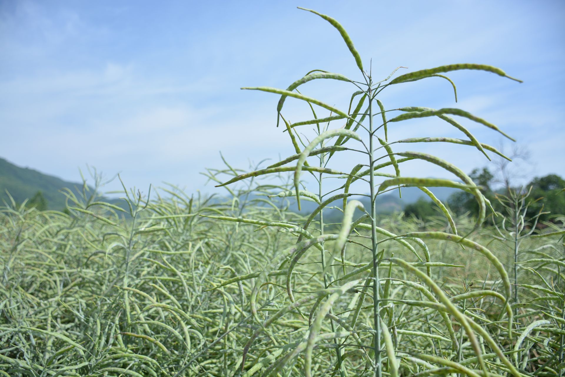 油菜角果1.JPG