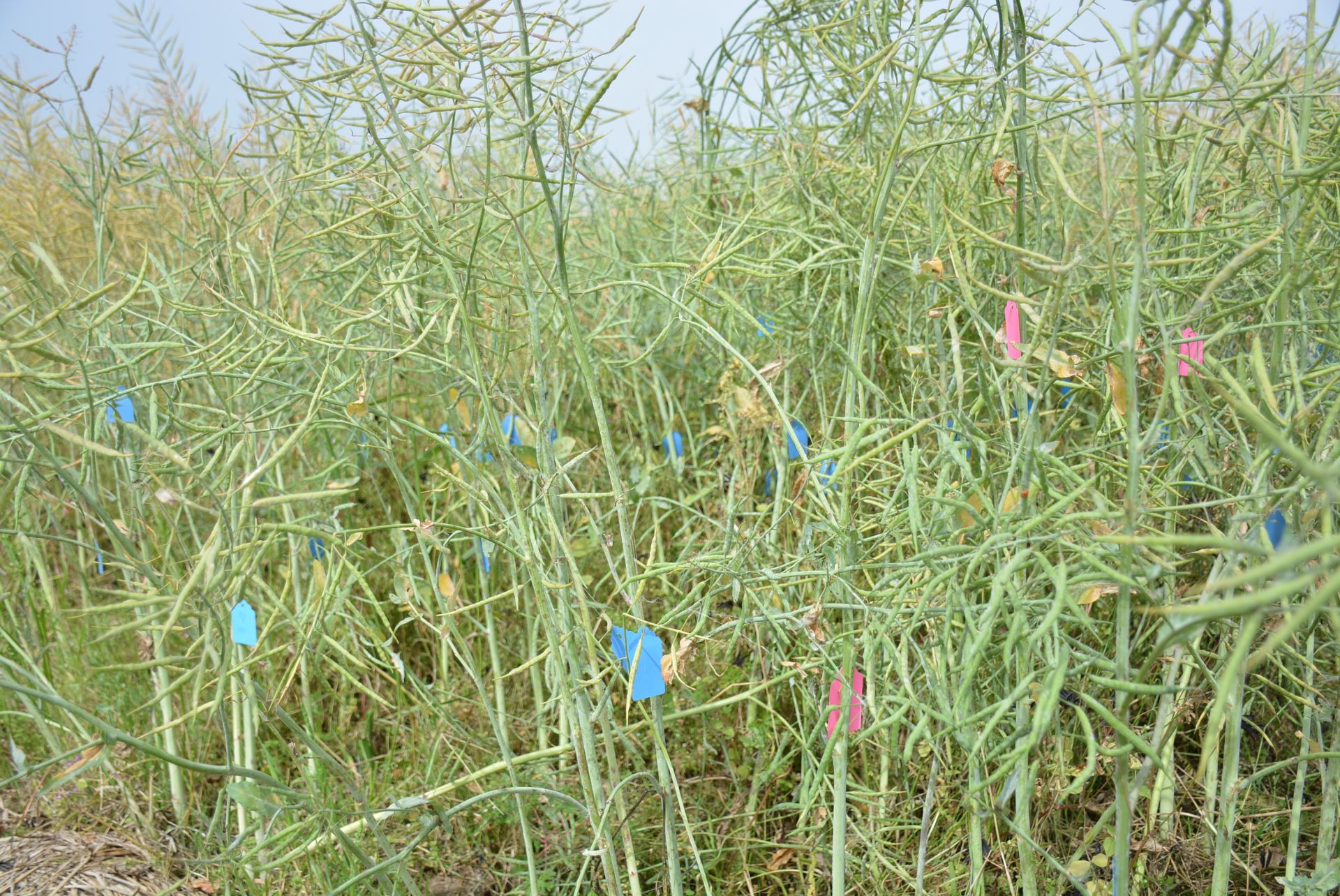 油菜身份证2.JPG