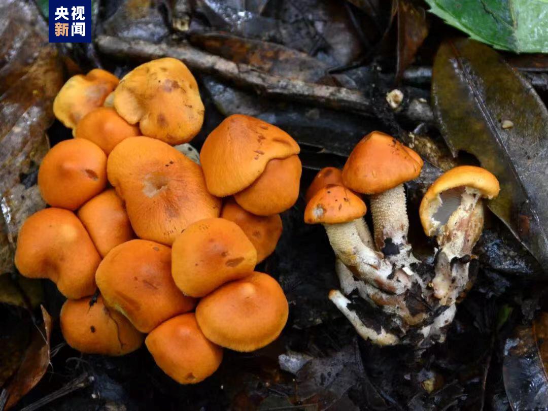 云南發(fā)現(xiàn)大型真菌新物種 定名為“永平囊皮傘”