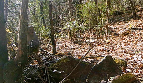 陕西紫柏山国家级自然保护区红外相机首次拍到猕猴