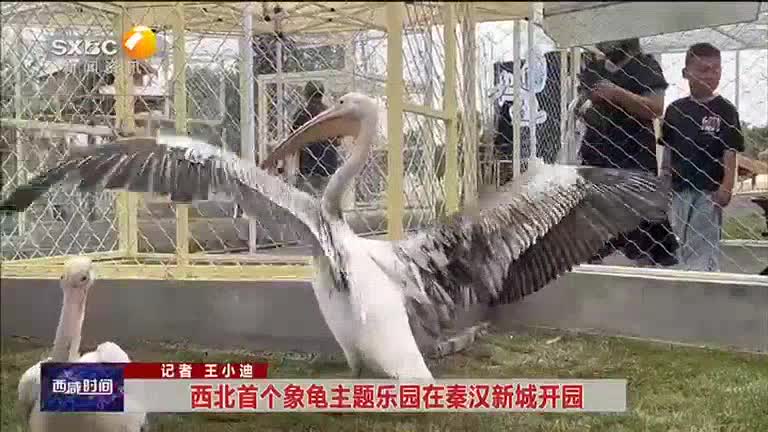 【西咸时间】西北首个象龟主题乐园在秦汉新城开园