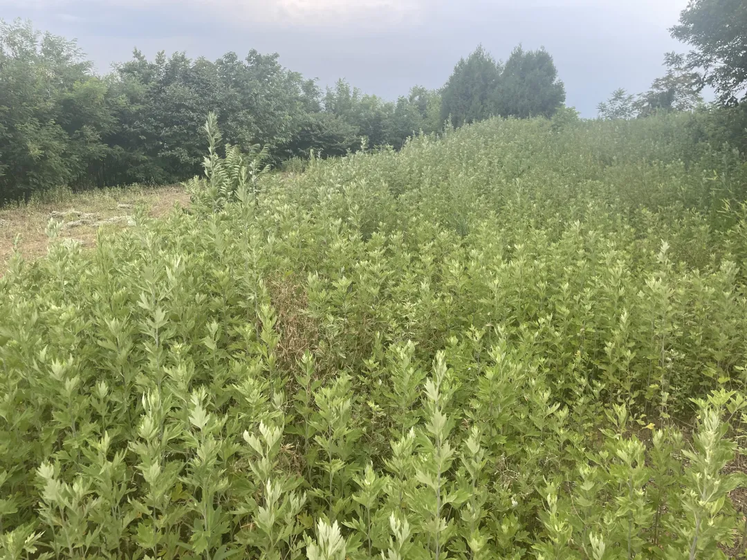 艾草种植基地
