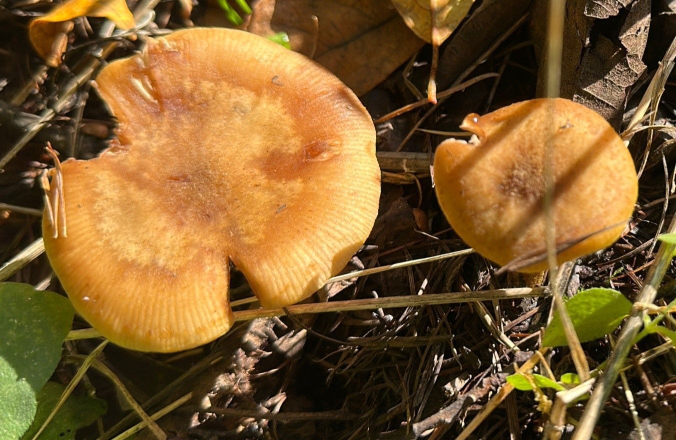 揭秘留坝奇珍：生物多样性中的大型真菌