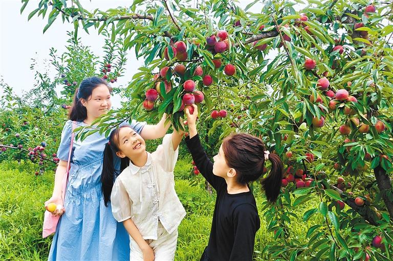 以心换“芯” 好“李”上“新” 西安育种团队成功研发新品种 让“冷门”水果变“火热”