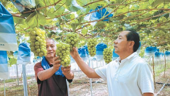 兴平市：党建引领 富民强村现活力