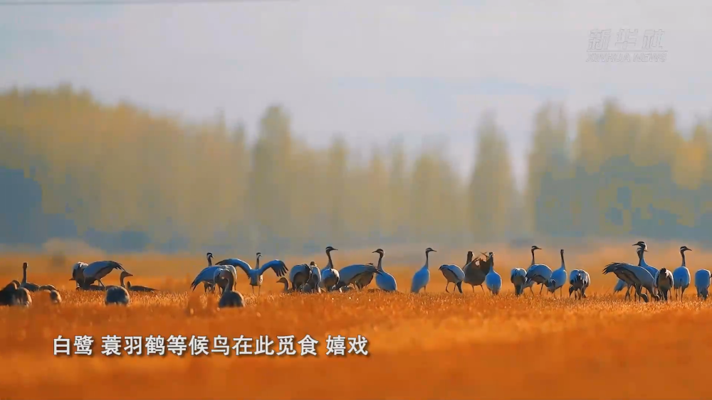 bc610b7a2f1474a1f1ec01eacbd94083.png