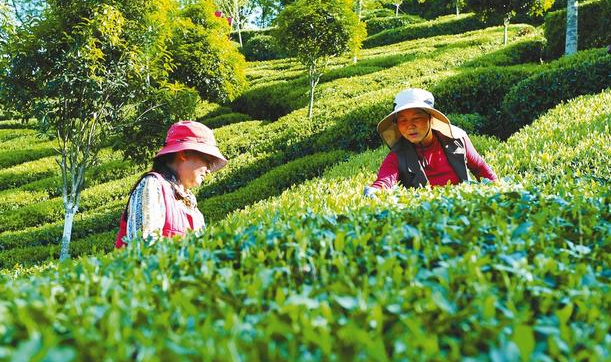 陕茶香飘千万里 今年陕西出口夏秋茶创历史新高