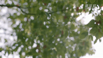 3a52c2d0d25b0762fa4b7113859c55e2.gif