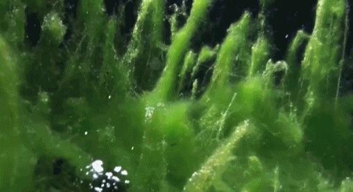 2cd7101ebd3c81f4d3478d316dc13f0f.gif