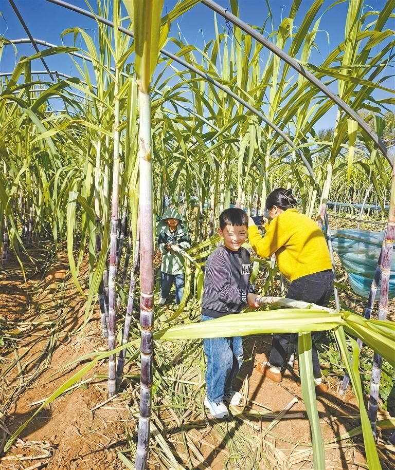 广西甘蔗“安家”洛南