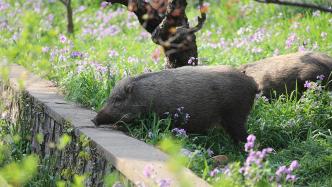 陕西宝鸡：以枪或狗为主分别试点猎捕野猪，两地累计捕获800多头