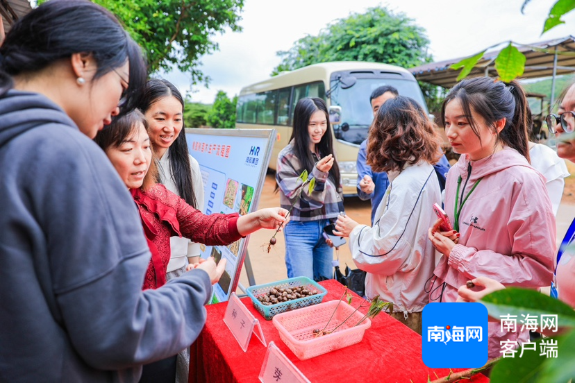 泛亚电竞全国网媒行走进海南橡胶邦溪种苗基地：良种良苗育出橡胶好“长势”(图2)
