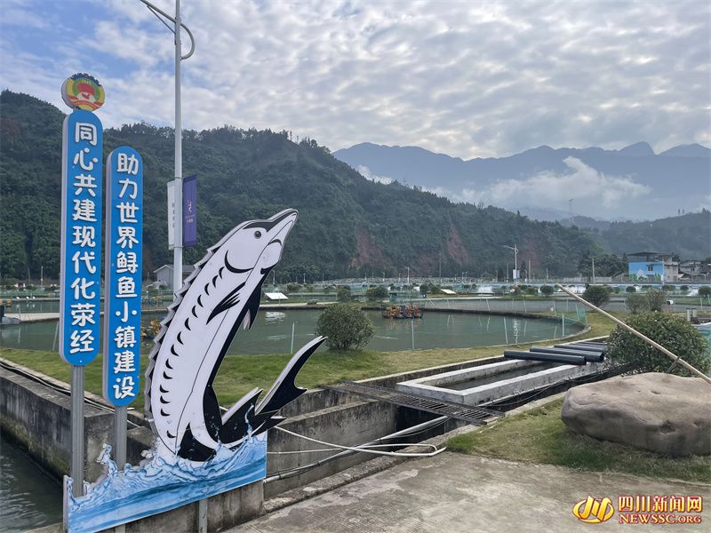 荥经县五宪镇的荥经冷水鱼（鱼子酱）现代农业园.jpg