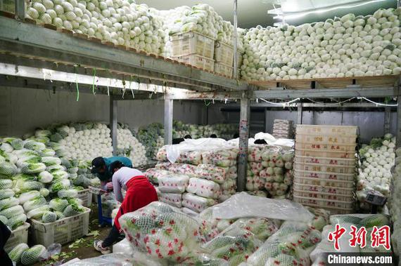 Workers at an import-export company in Tonghai County, Yunnan Province, packed vegetables in a cold storage facility, preparing them for export to Thailand on Dec. 1. (Photo:China News Service/Liu Ranyang)