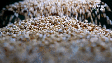 57f522ffafe94df142e71a59d74a9508.gif