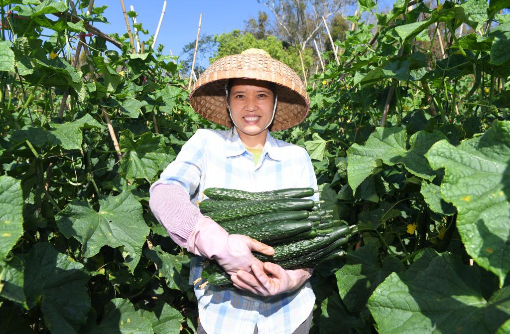 人勤春来早！全国多地农业生产一线见闻