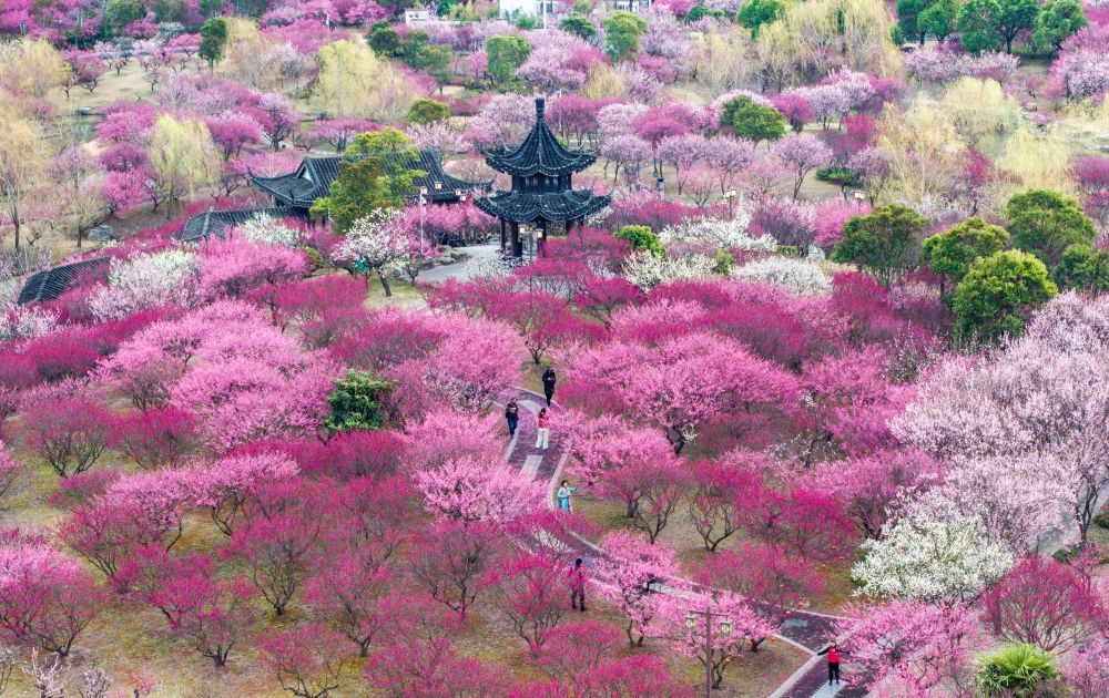 “颜值”变“产值” “赏花