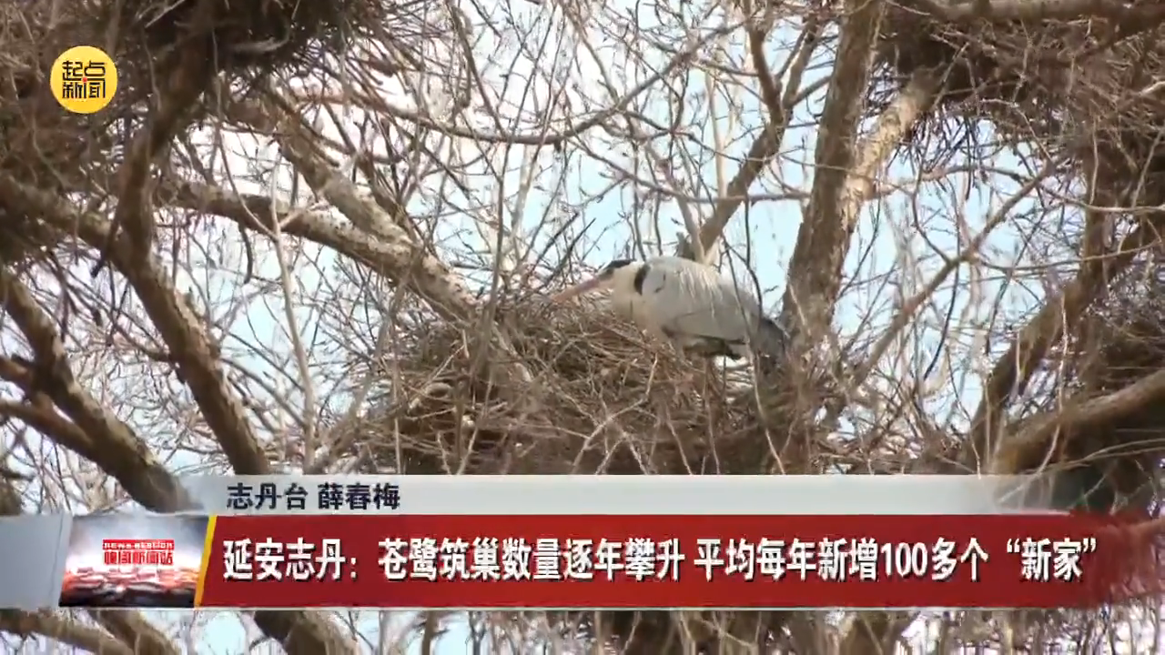 陕西志丹：苍鹭筑巢数量逐年攀升 平均每年新增100多个“新家”