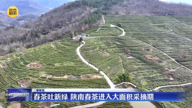 【三秦纵览】春茶吐新绿 陕南春茶进入大面积采摘期