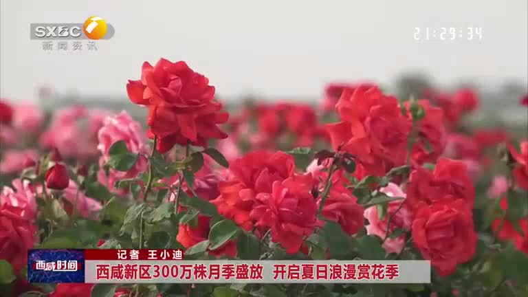 【西咸时间】西咸新区300万株月季盛放 开启夏日浪漫赏花季