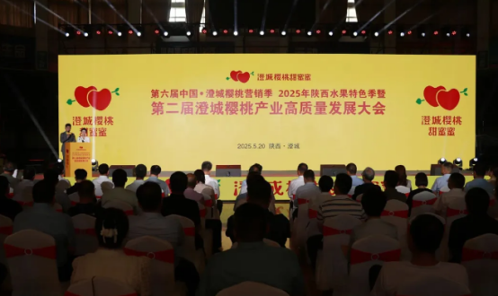 渭南澄城：北纬 35°黄金带“甜”出圈！澄城樱桃邀全国共赴“甜蜜之约”