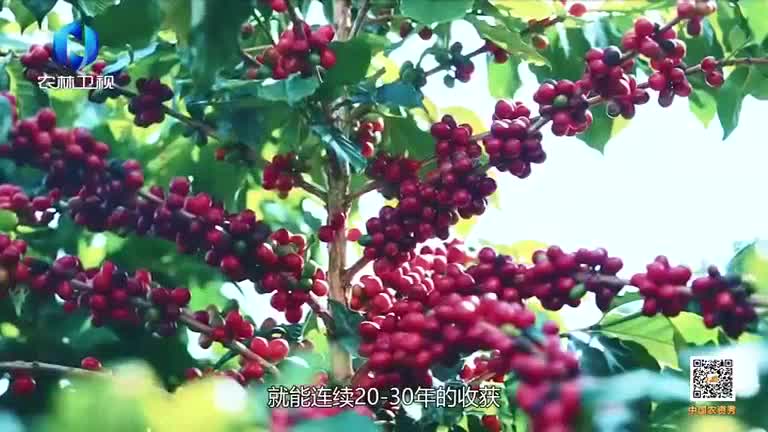 中国农资秀 (2025-06-07)