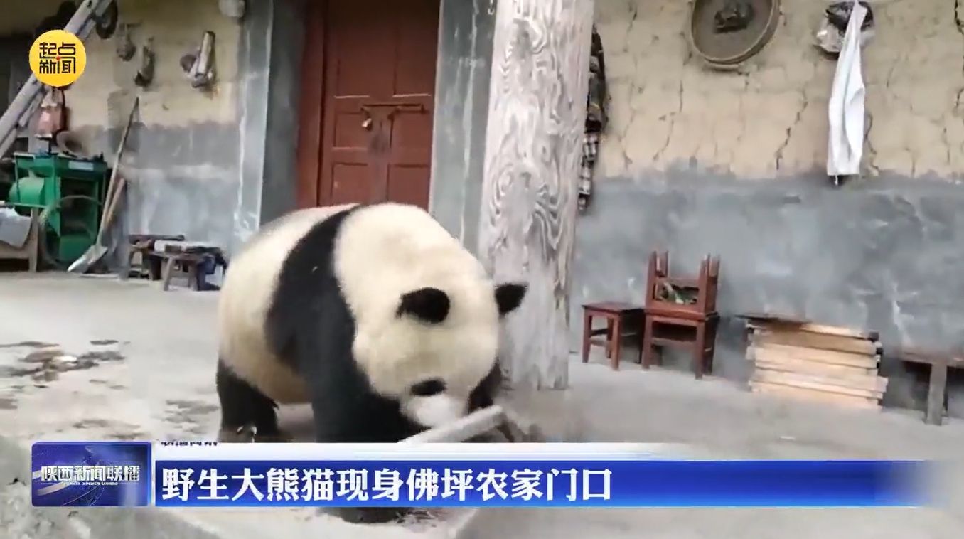 野生大熊猫现身陕西佛坪农家门口