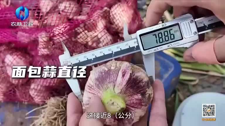 中国农资秀(2025-06-12)