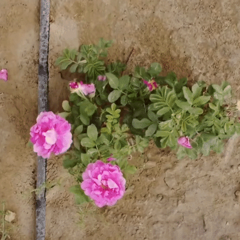 57b71aef512129a5414519ffc3854803.gif