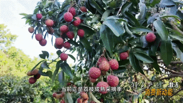 ec3eb4c1ee94cdab42ba986d467300da.gif
