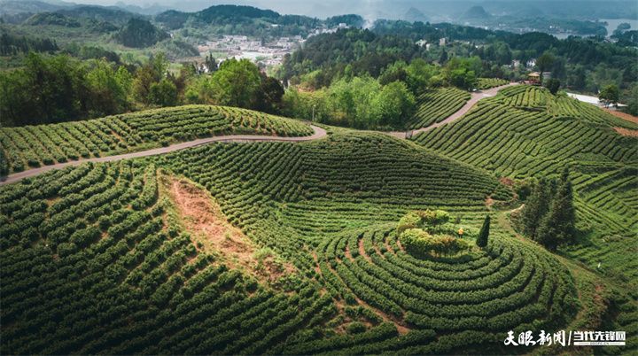 17517874481644.jpg 神鹊茶场.jpg