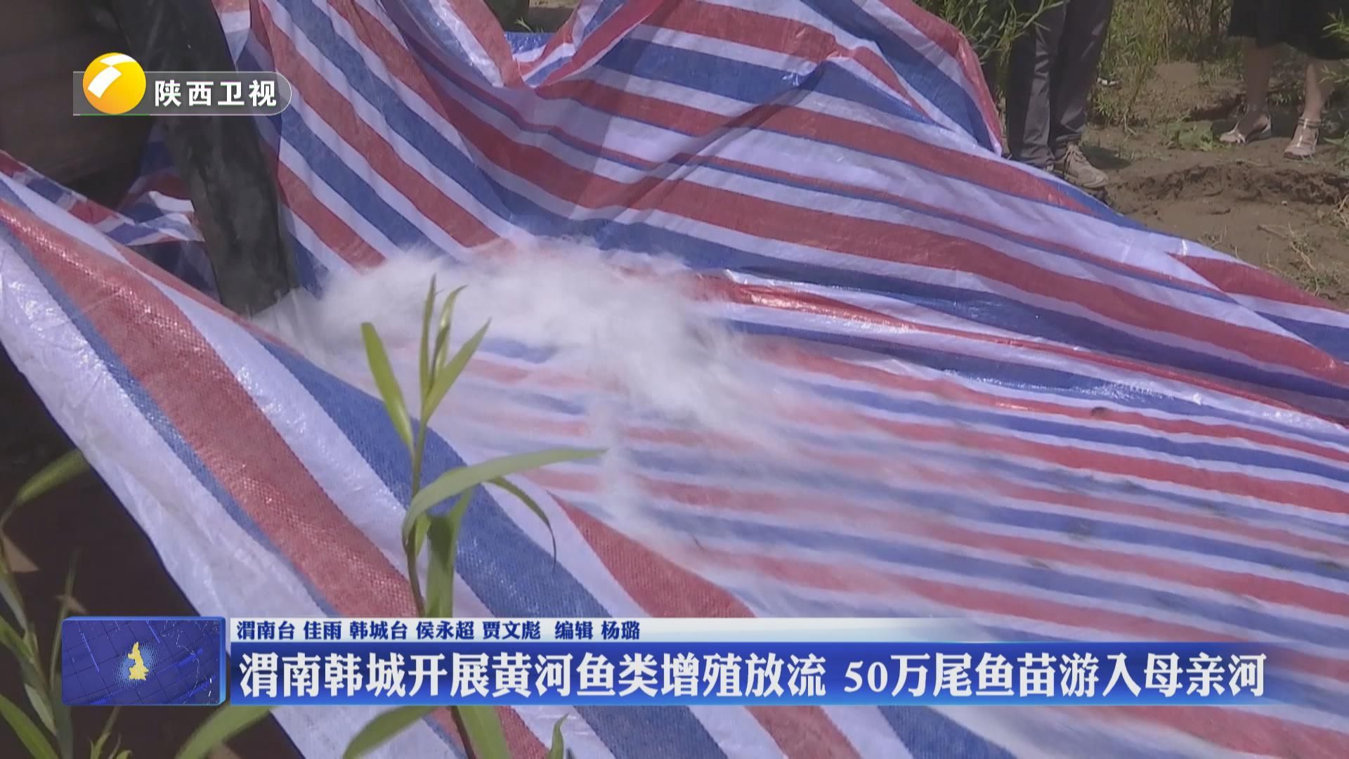 陕西：渭南韩城开展黄河鱼类增殖放流 50万尾鱼苗游入母亲河