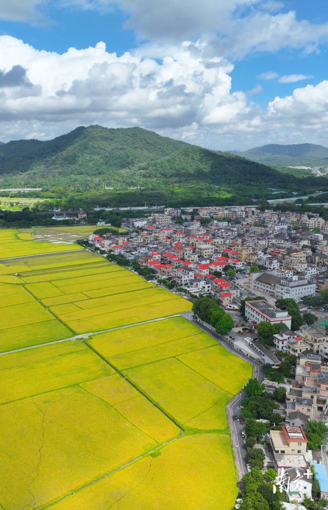 崖口村全景。