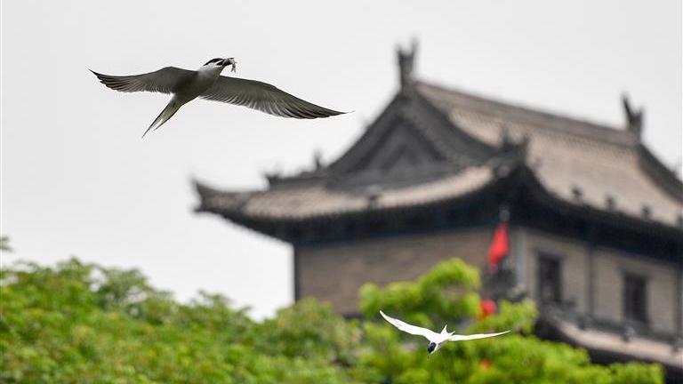 一座山与一座城的飞鸟奇缘