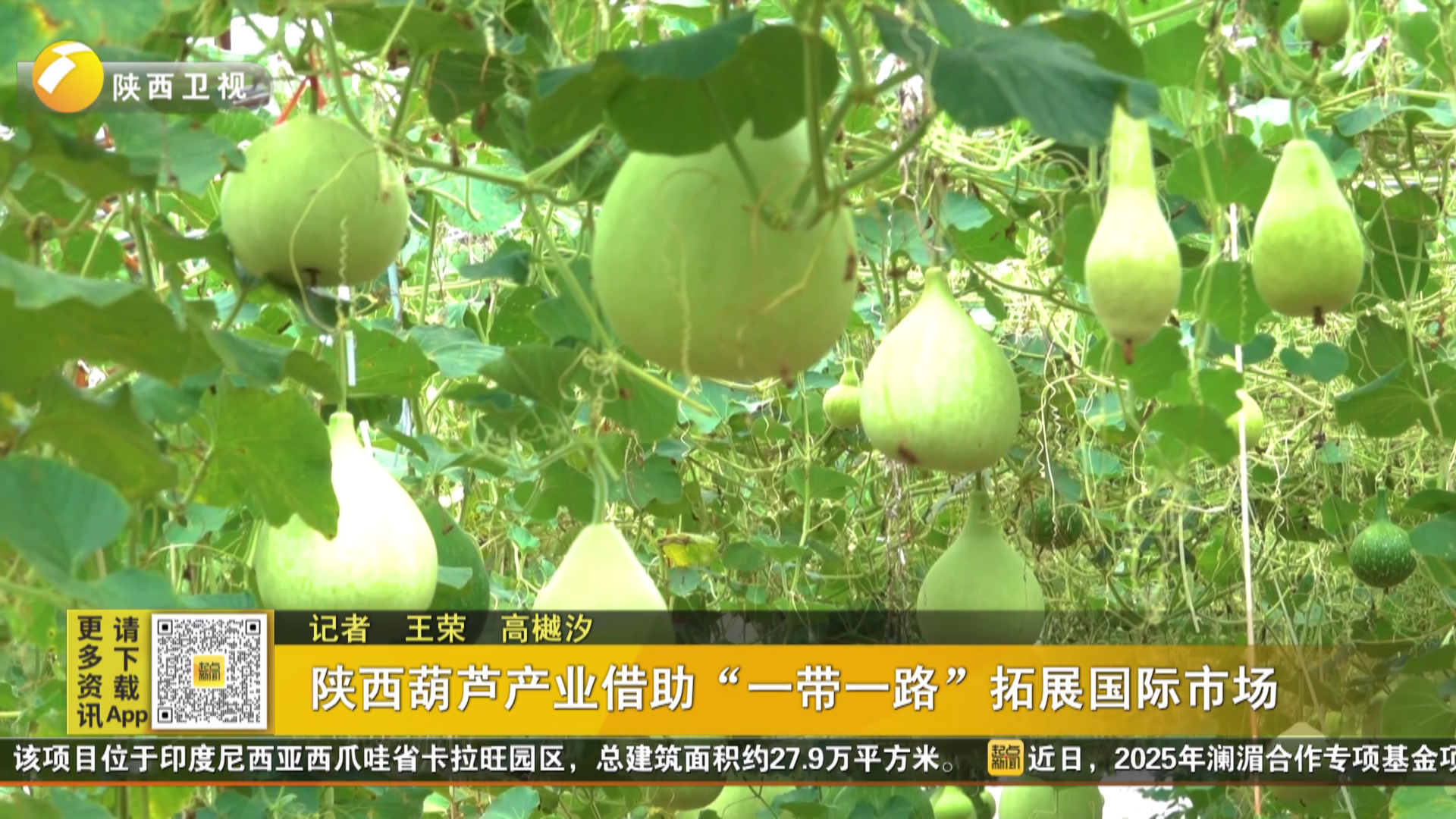 陕西葫芦产业借助“一带一路”拓展国际市场