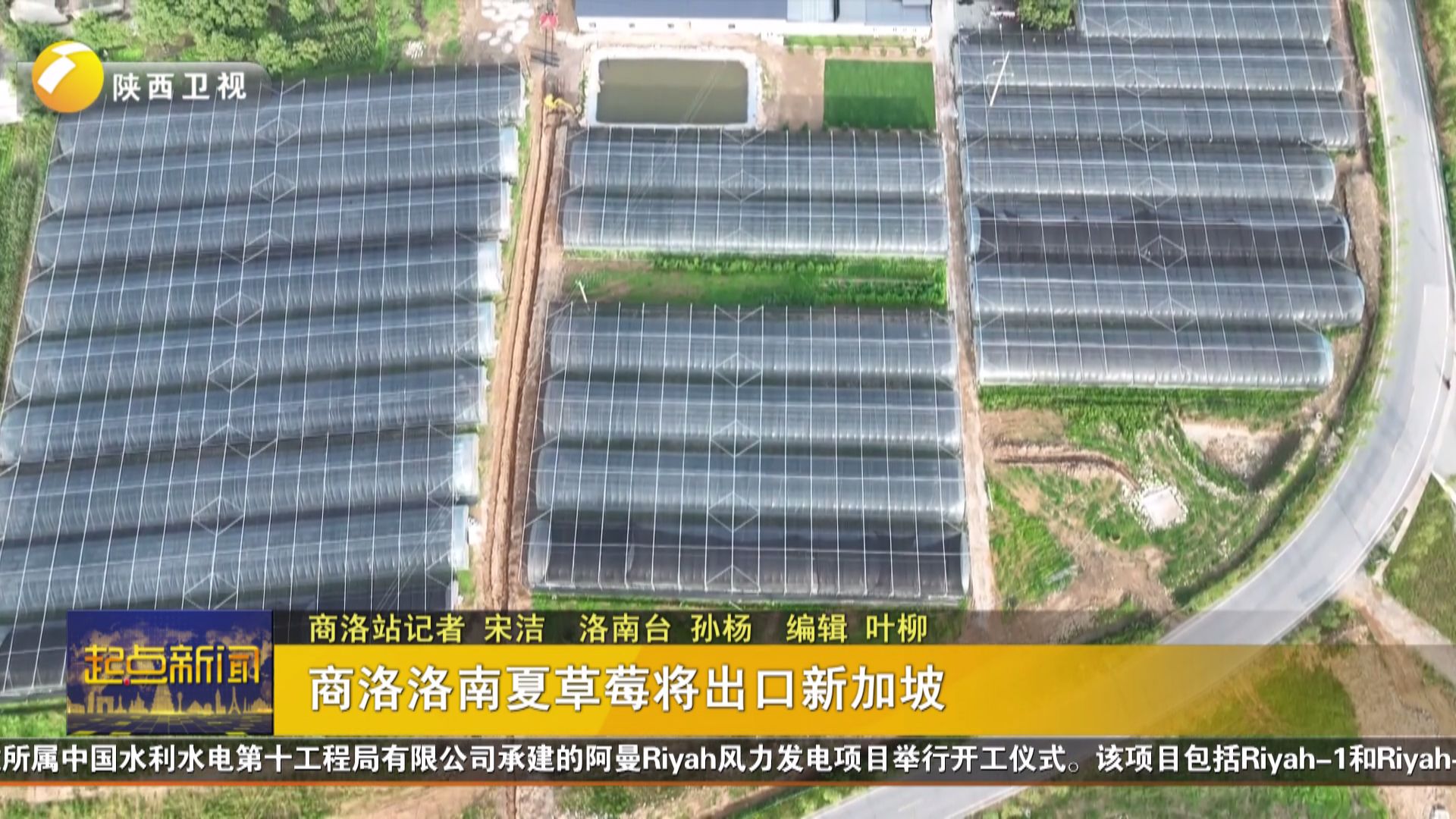 商洛洛南夏草莓将出口新加坡