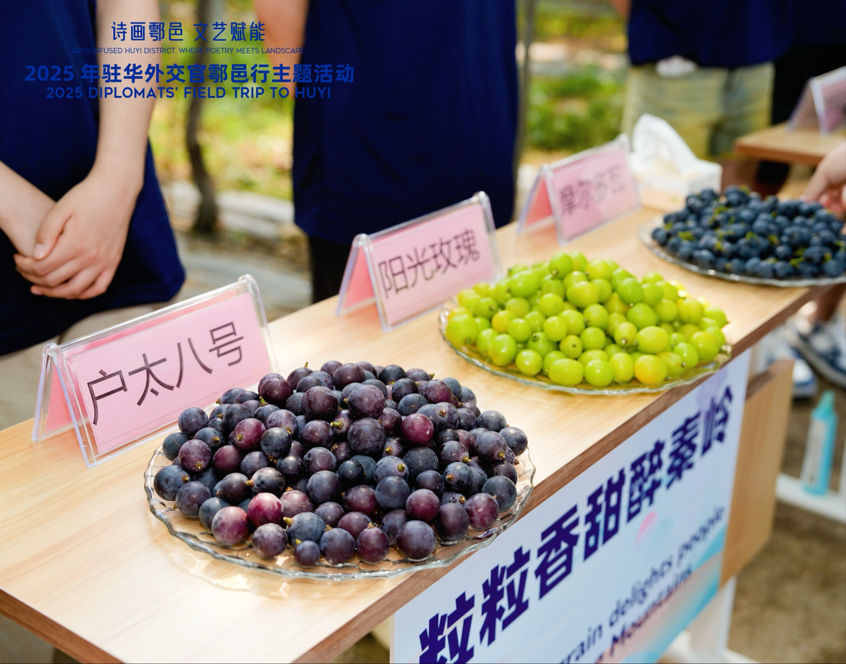 智慧“种”进葡萄园 驻华外交官品读乡村振兴“中国甜”_fororder_图片2