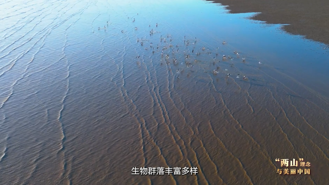 “两山”理念与美丽中国丨红滩绿苇 鸥鹭齐飞：守护身边的“自然会客厅”