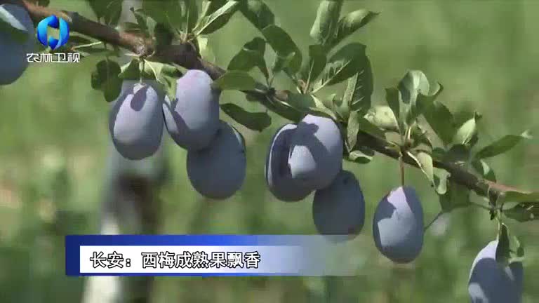 农村大市场(2025-08-18)