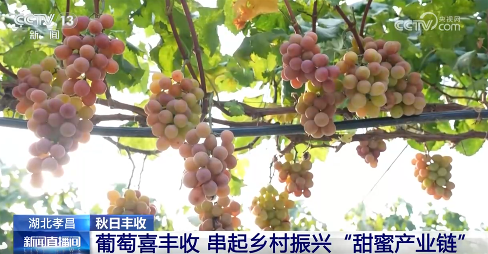 特色产业绘就秋日好“丰”光 果蔬飘香激活乡村振兴“新引擎” - 西部网(陕西新闻网)