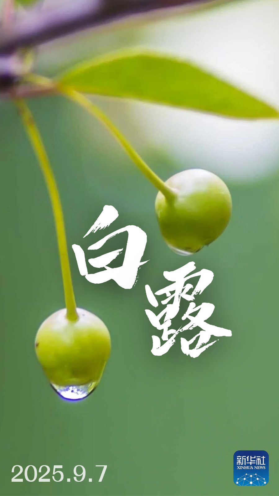 55e655b4781dc987aaf6e26ef44419f3.png